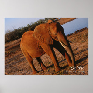 Póster Rojo grande
