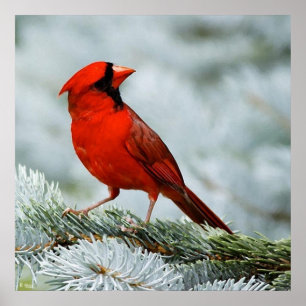Póster Rojo pájaro