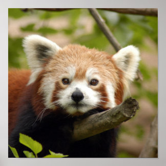Póster rojo-panda-005