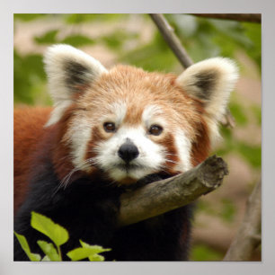 Póster rojo-panda-007