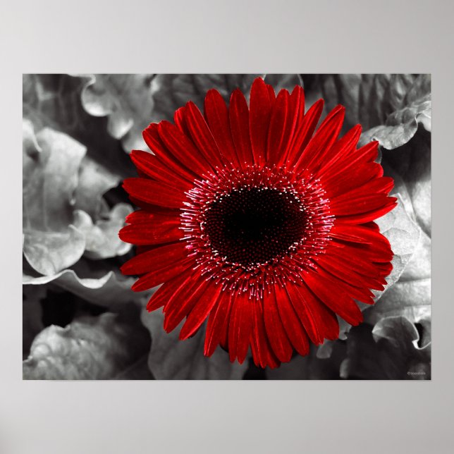 Póster rojo visto (Frente)