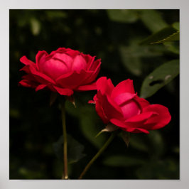Póster Rojos Suaves