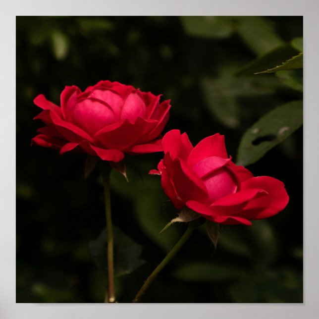 Póster Rojos Suaves (Frente)
