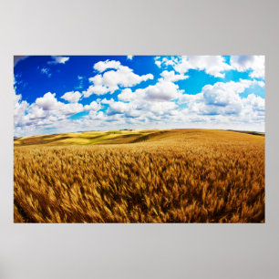 Póster Rolling hills of ripe wheat