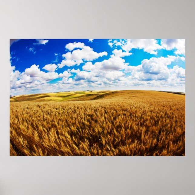Póster Rolling hills of ripe wheat (Frente)