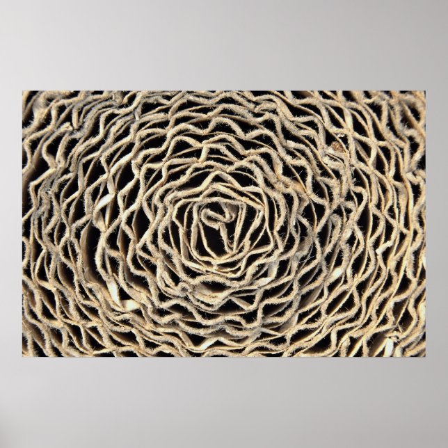 Póster Rollo de papel ondulado (Frente)