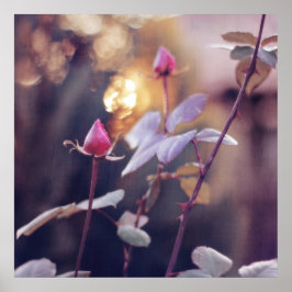 Póster Romantic Pink Rose Buds in Sunset Bokeh Backlight