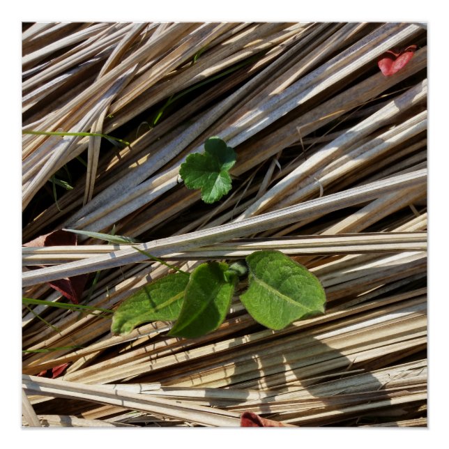 Póster romper (Anverso)