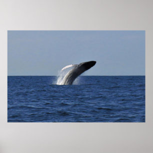 Póster Rompiendo el Humpback