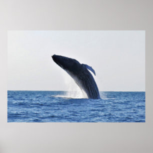 Póster Rompiendo el Humpback