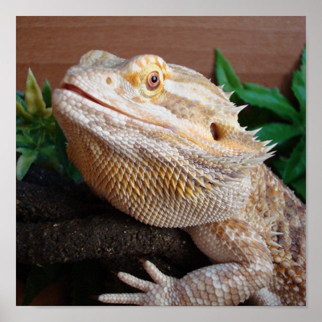 Póster Ronnie 2 (Frente)