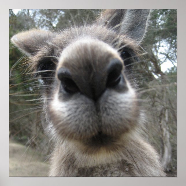 Póster Roo Bob (Frente)