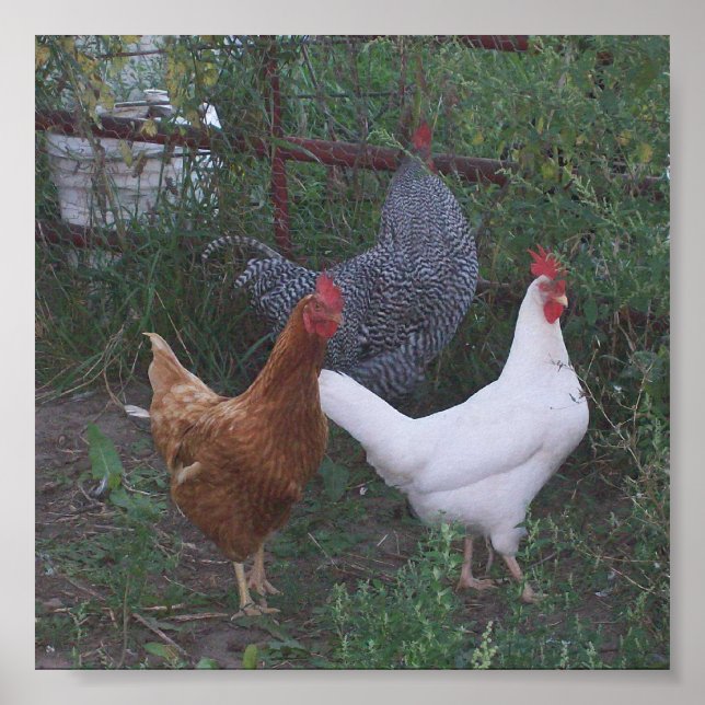 Póster Roogramas X 3 (Frente)