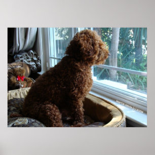 Póster Rookie espera por la ventana