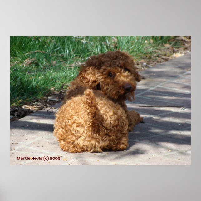 Póster Rookie nunca mira hacia atrás (Frente)