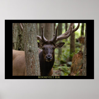 Póster Roosevelt Elk