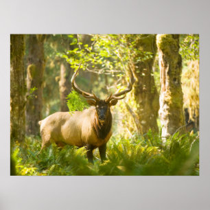 Póster Roosevelt Elk Parque Nacional Olímpico, Washingt
