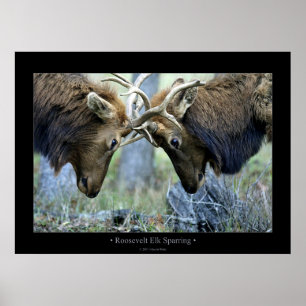Póster Roosevelt Elk Sparring