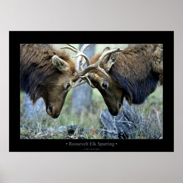 Póster Roosevelt Elk Sparring (Frente)