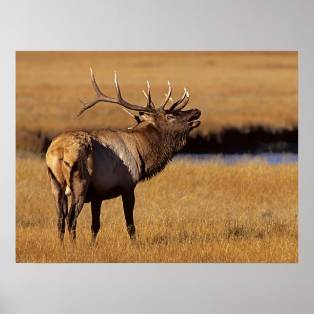 Póster Roosevelt Eull Elk Wyoming (Frente)