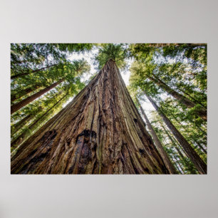 Póster Roosevelt Grove