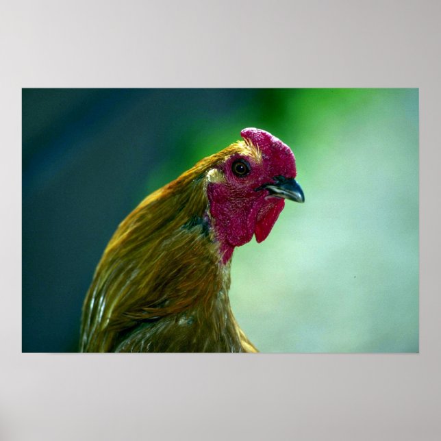 Póster Rooster (Frente)