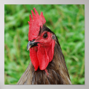 Póster Rooster azul