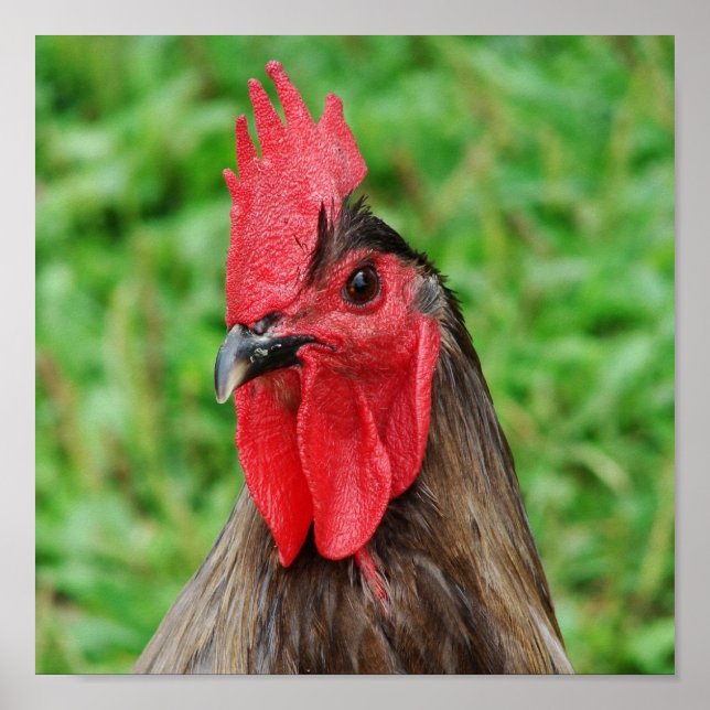 Póster Rooster azul (Frente)