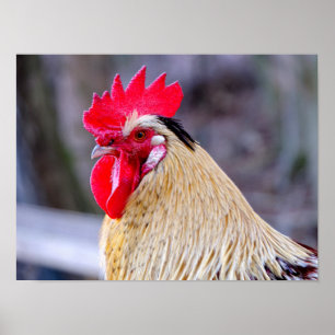 Póster Rooster con Cockscomb