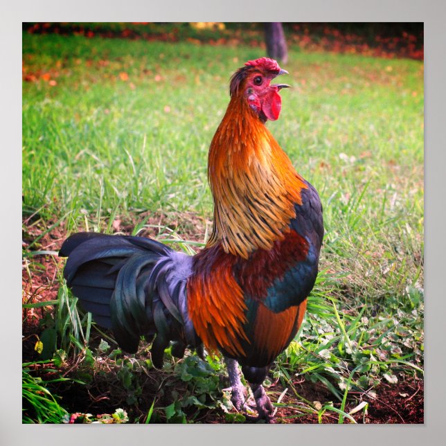 Póster Rooster Crowing Farm Animal (Frente)