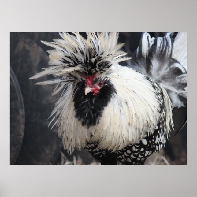 Póster Rooster de Crested polaco (Frente)