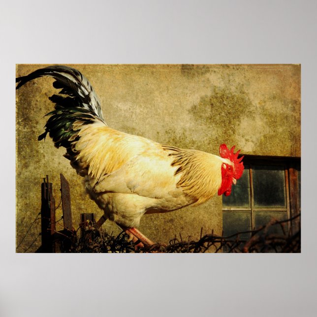 Póster Rooster de época (Frente)