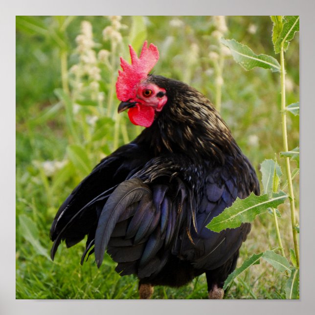 Póster Rooster de lucha (Frente)