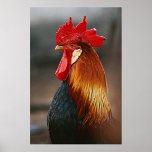 Póster Rooster doméstico de corral