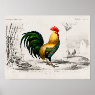 Póster Rooster en granja