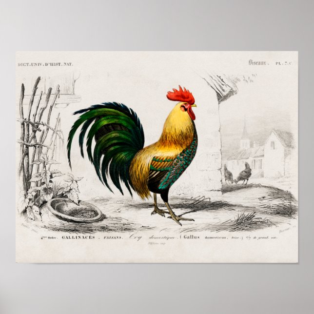 Póster Rooster en granja (Frente)