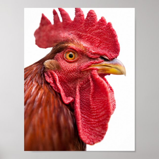 Póster Rooster Face (Frente)