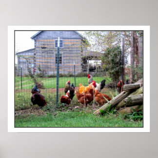 Póster Rooster Farm