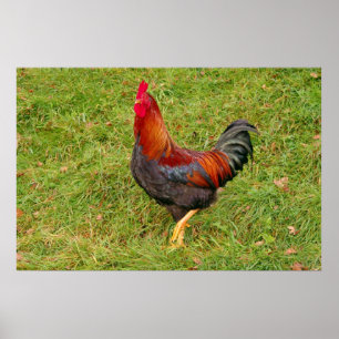 Póster Rooster (gallo)