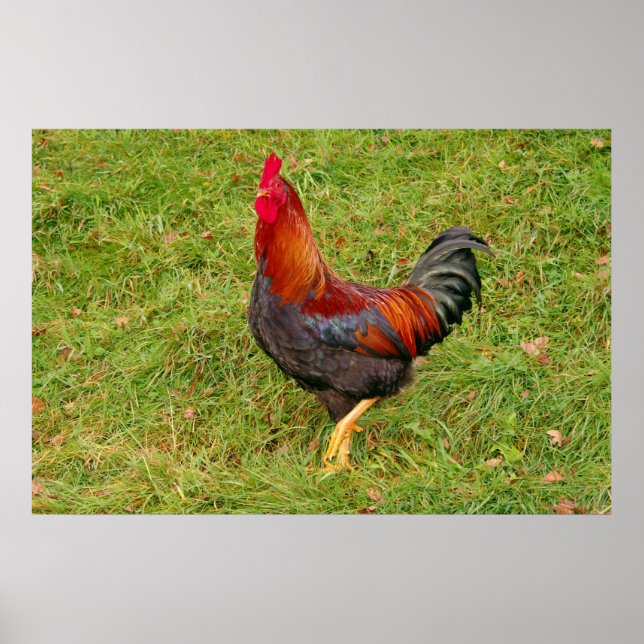 Póster Rooster (gallo) (Frente)