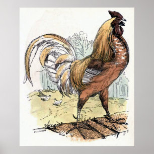 Póster "Rooster" Ilustracion de época