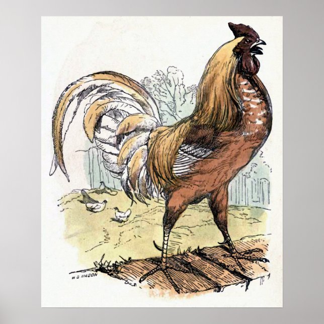 Póster "Rooster" Ilustracion de época (Frente)