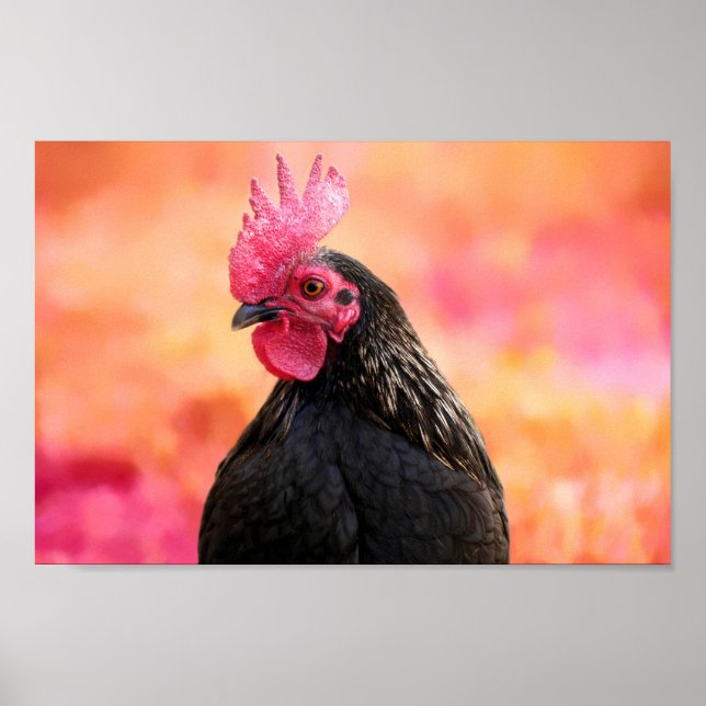 Póster Rooster negro (Frente)