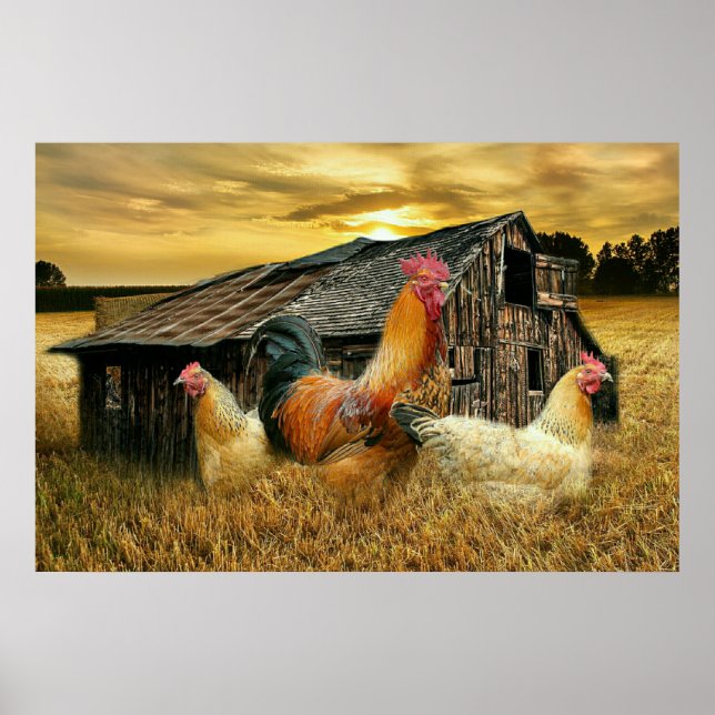 Póster Rooster Vintage Hens Rustic Barn Coop (Frente)