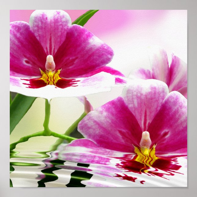 Póster Ropa de Orchide (Frente)