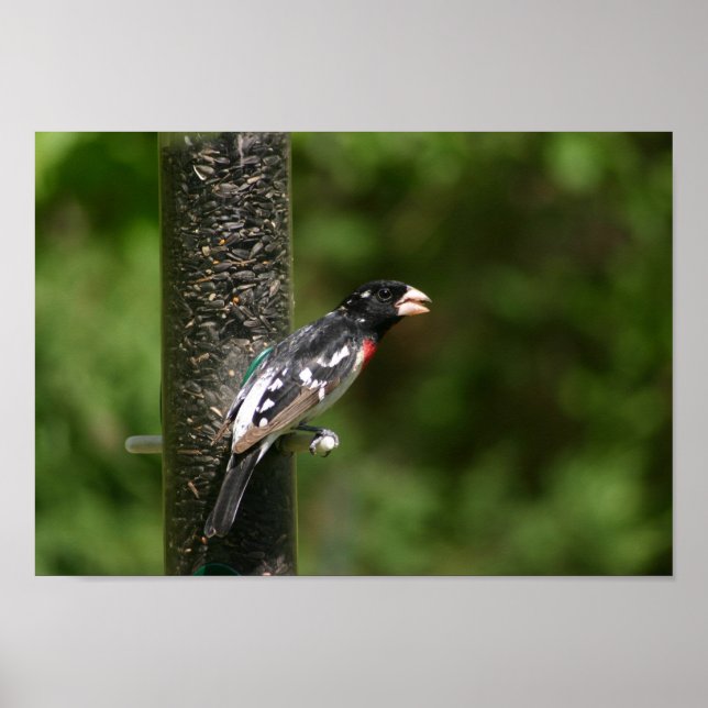 Póster Ropa rosa (Frente)