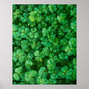Póster Ropas verdes con gotitas de agua