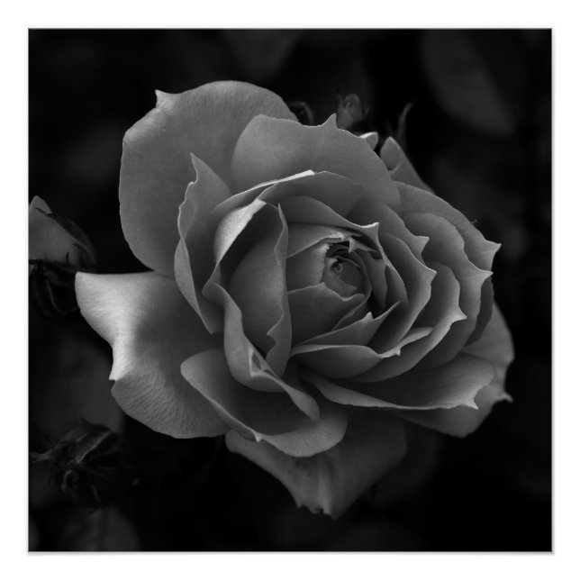 Póster Rosa (Anverso)