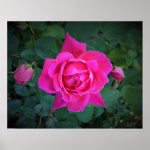 Póster Rosa,