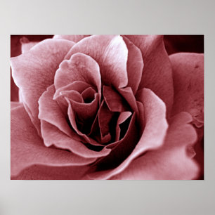 Póster Rosa
